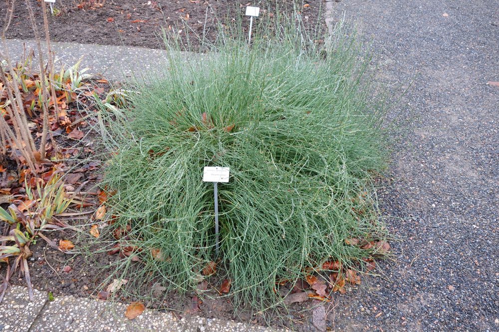 Pakistani Ephedra