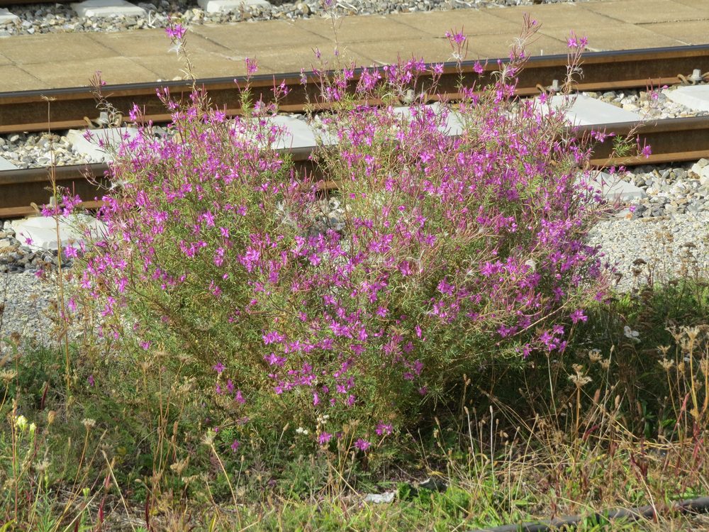 Epilobium rosmarinifolium