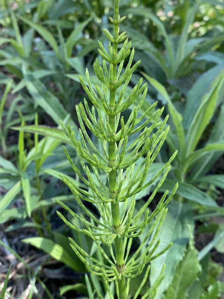 Field Horsetail