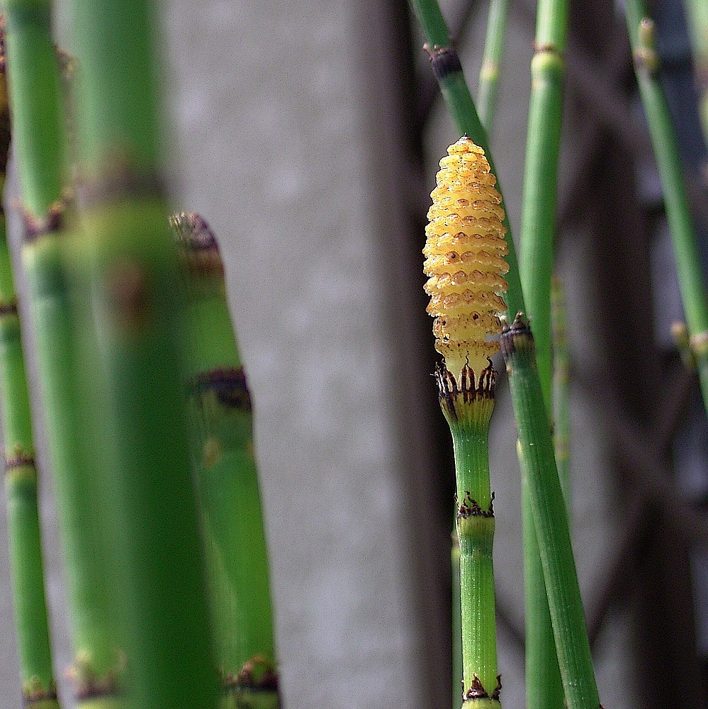 Horsetail