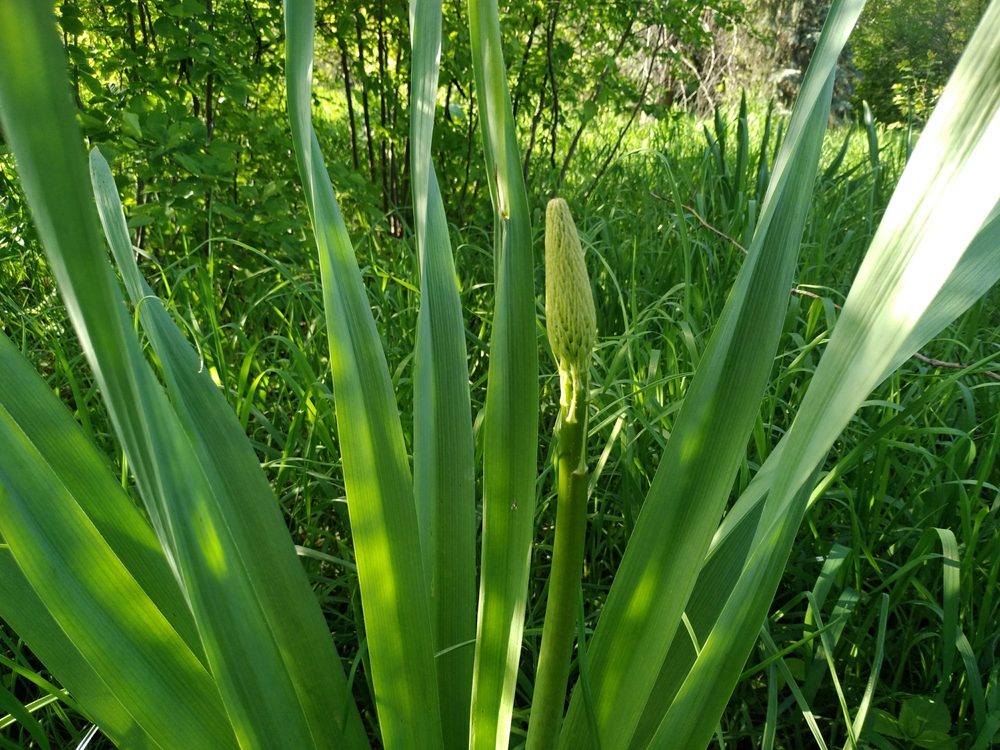 Eremurus chinensis