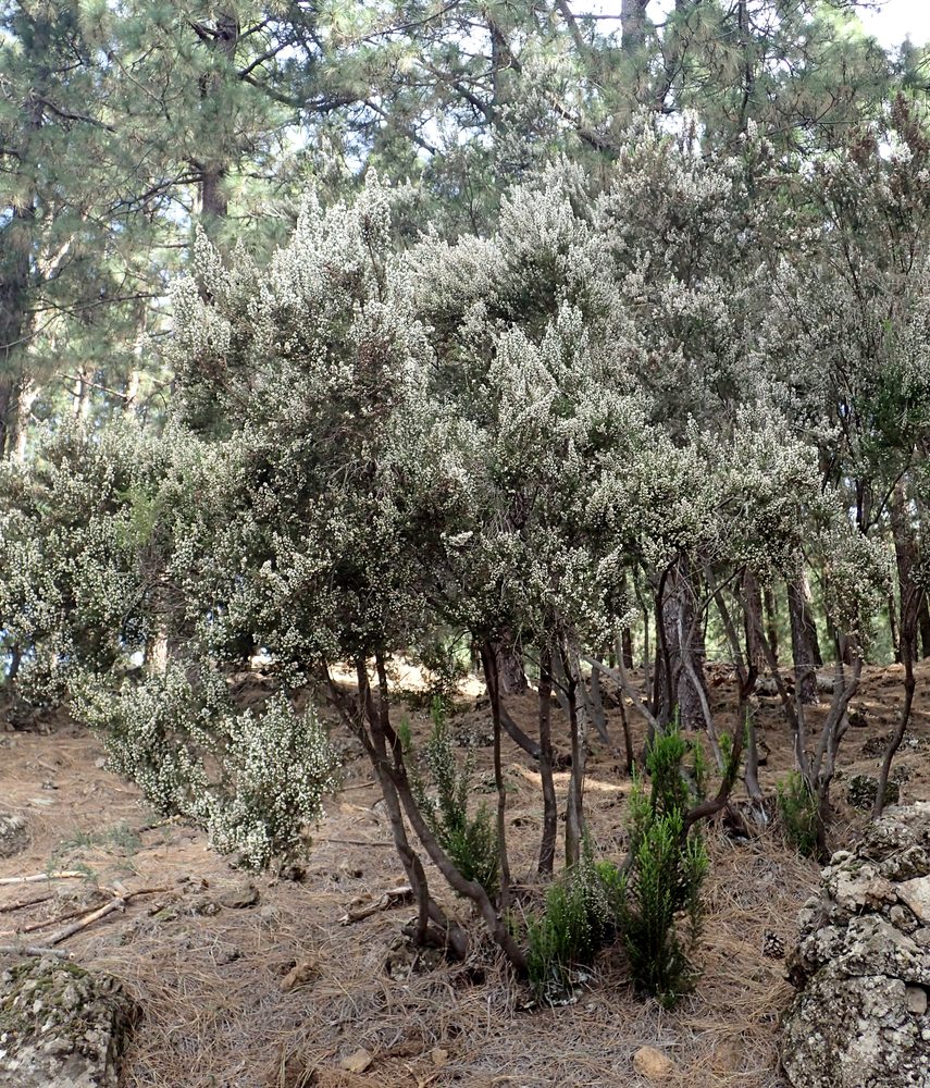 Erica arborea