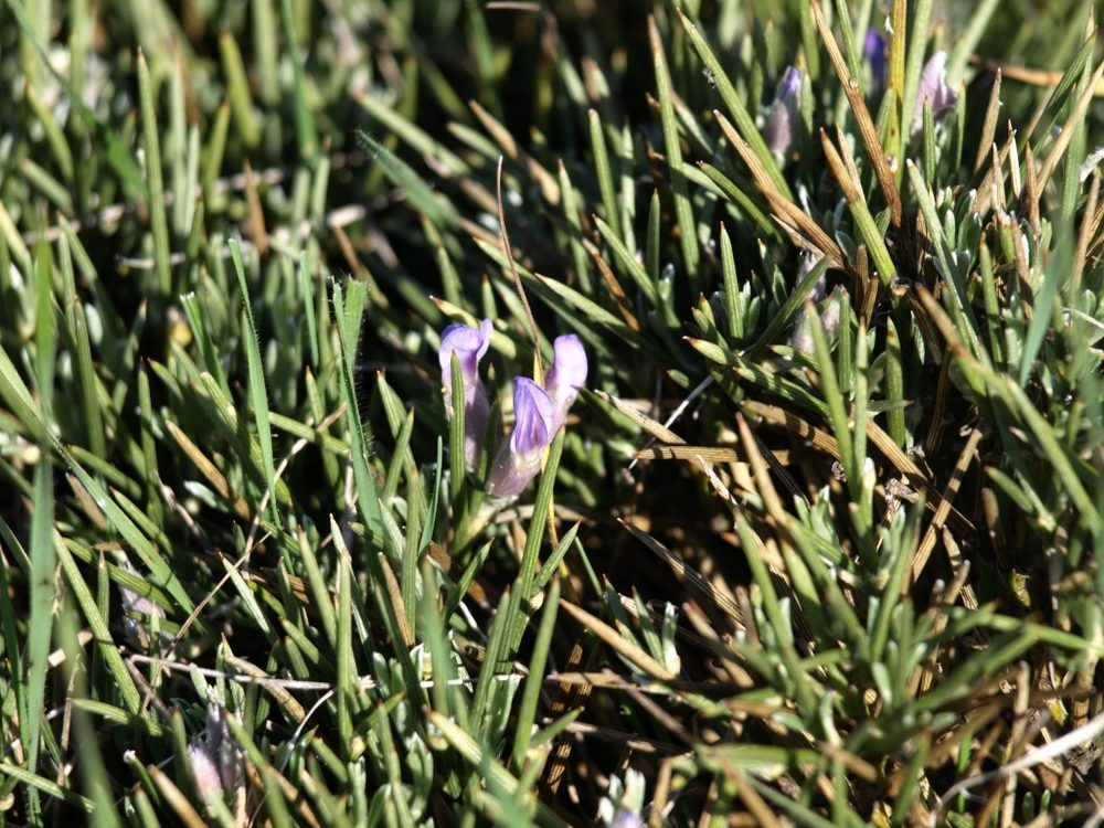 Erinacea anthyllis