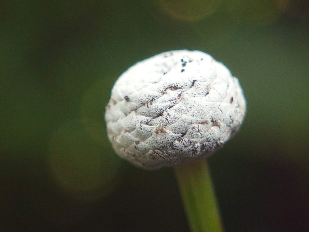 Oriental Pipewort
