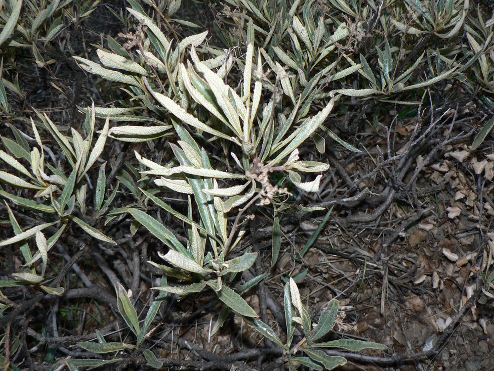 Yerba Santa
