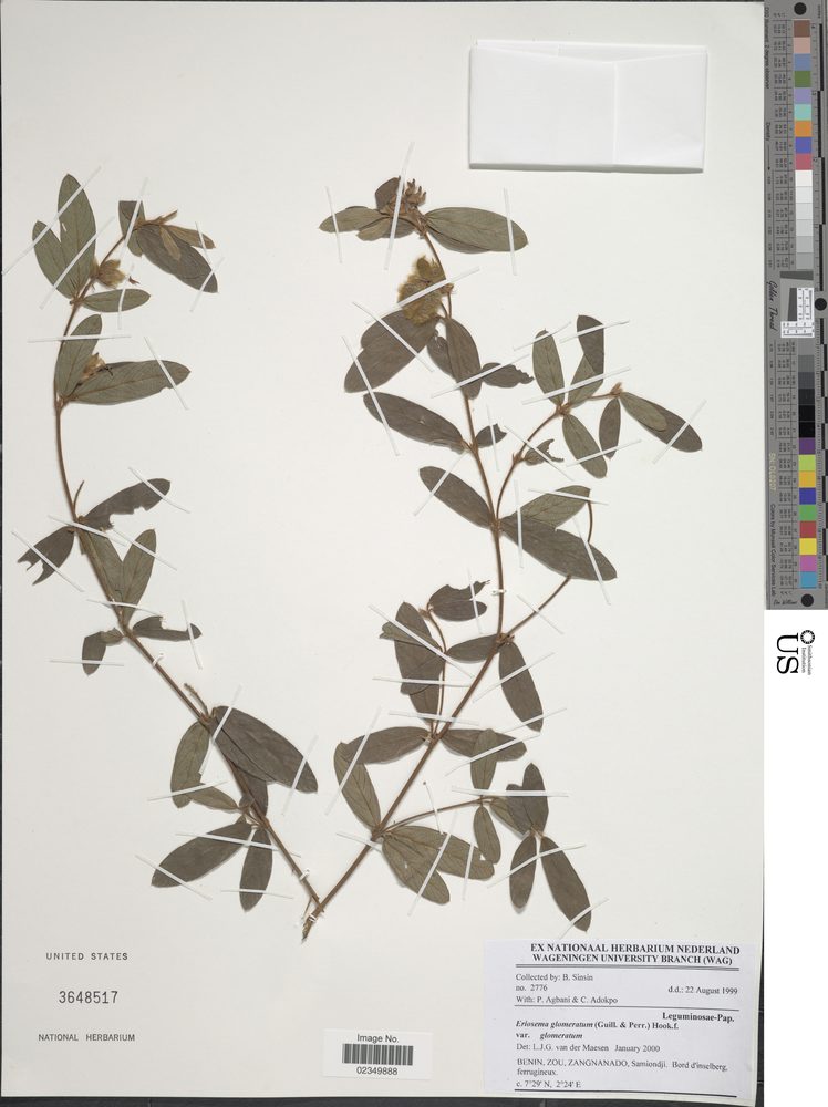 Eriosema glomeratum