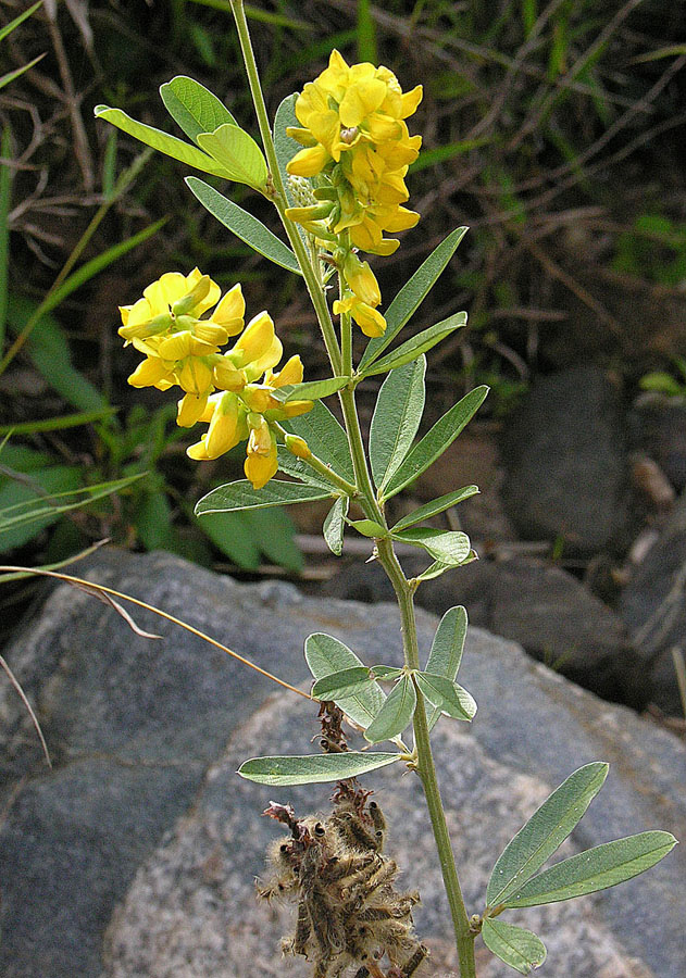 Eriosema psoraleoides