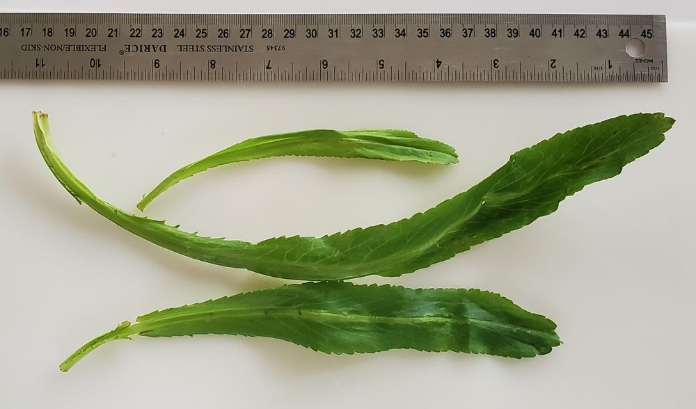 Culantro