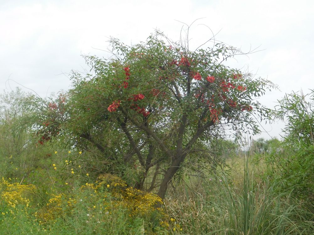 Cockspur Coral Tree
