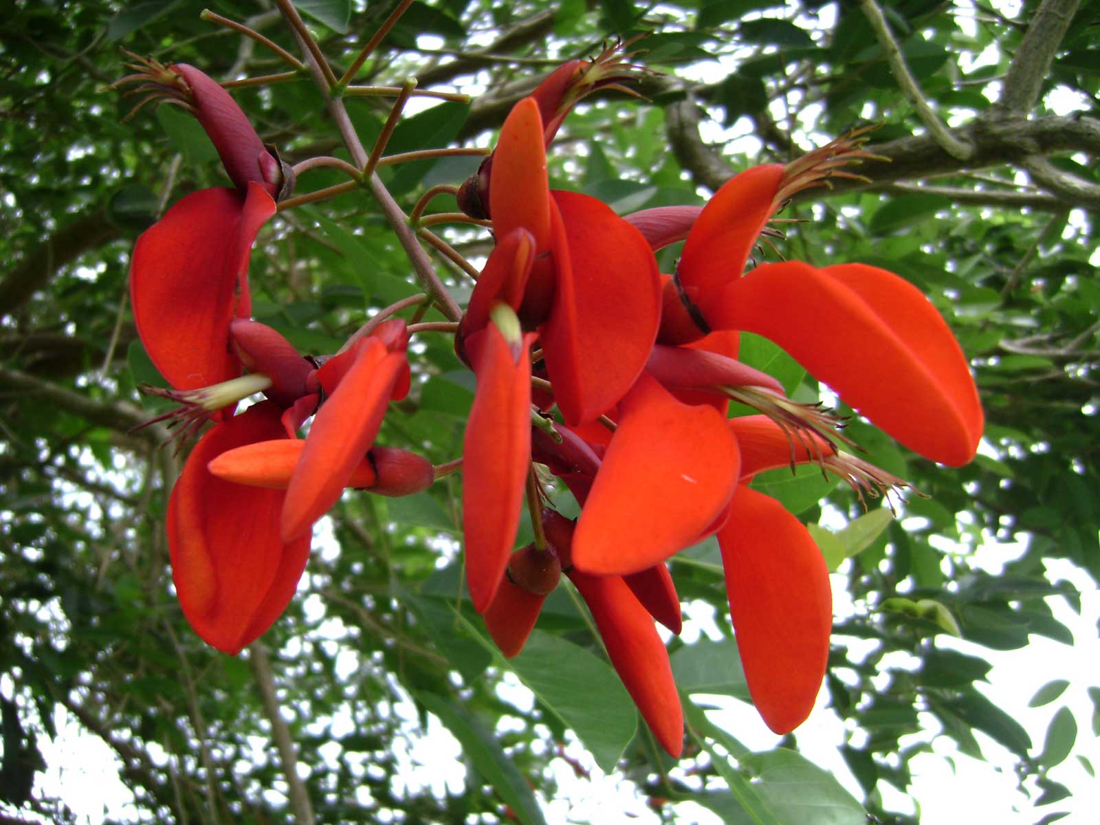 Coral Bean