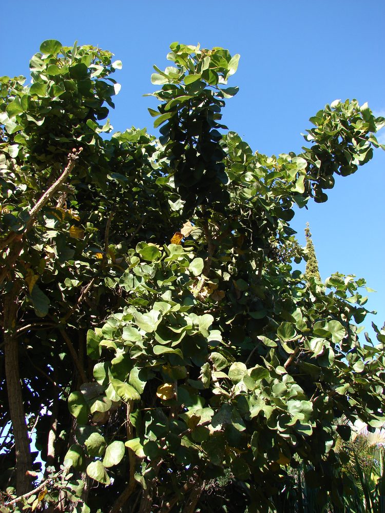 Erythrina sp