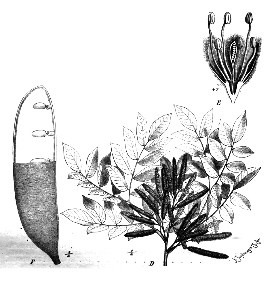 Ordeal Tree