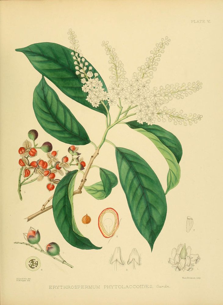 Erythrospermum zeylanicum