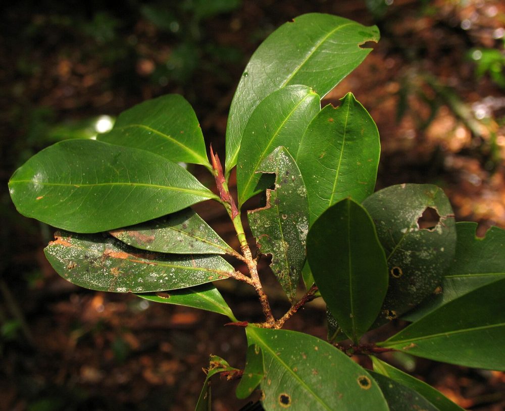 Erythroxylum amazonicum