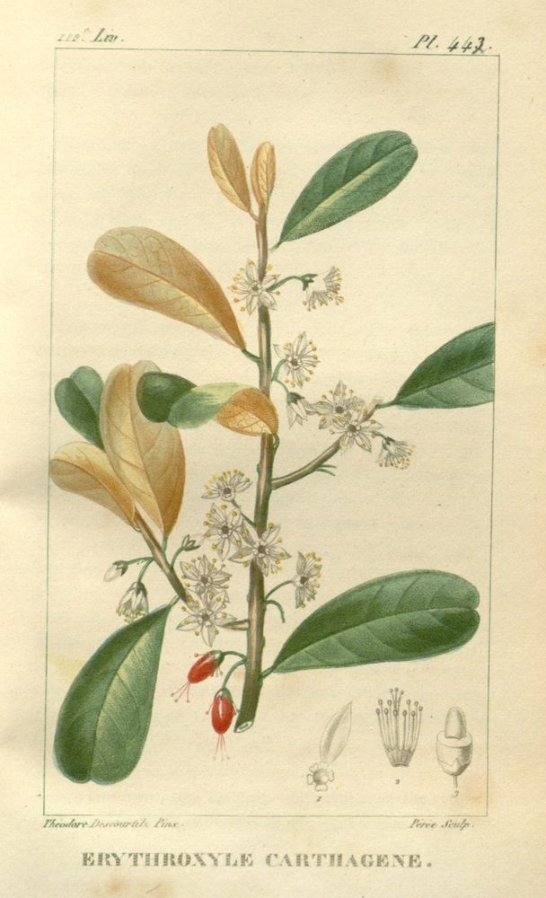 Erythroxylum areolatum