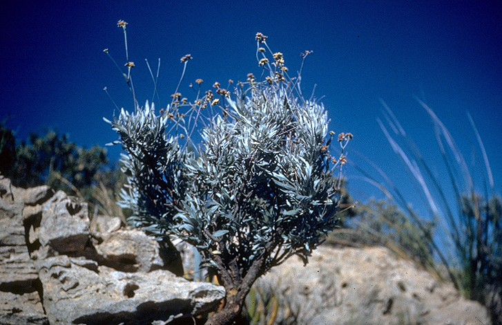 Erythroxylum argentatum