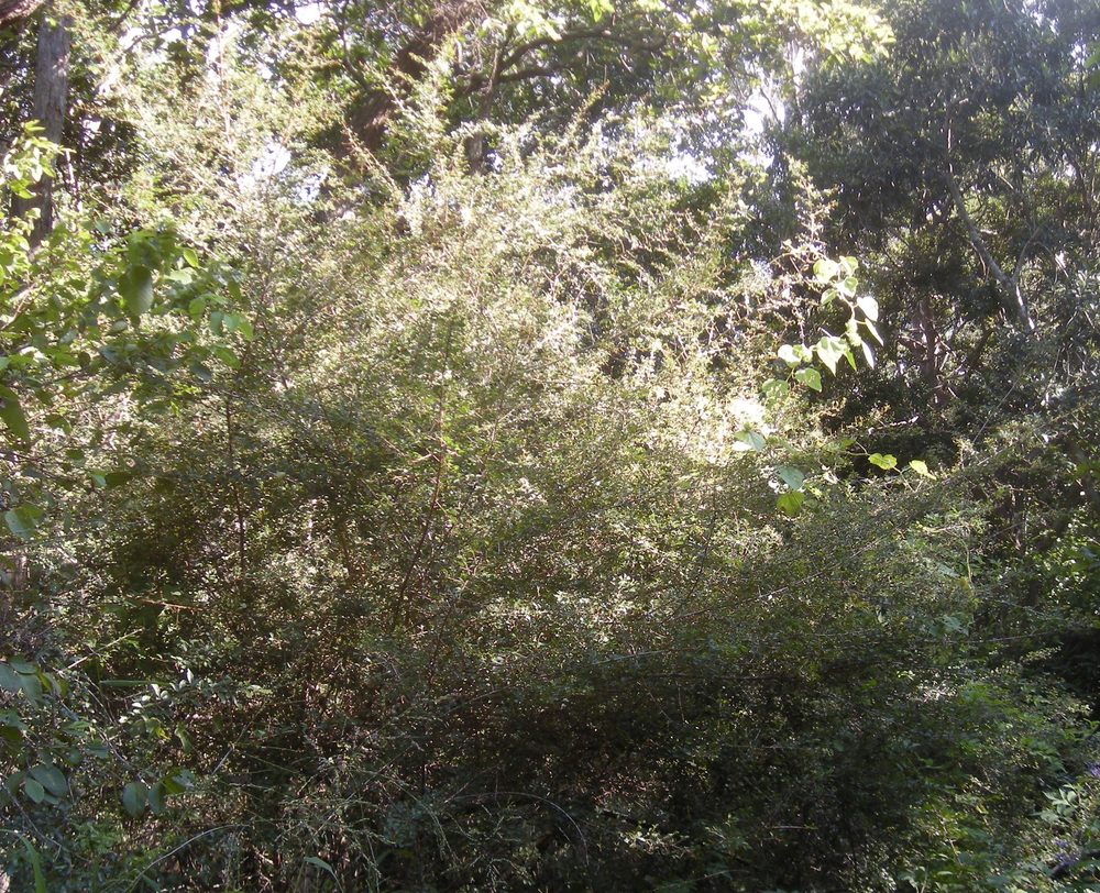 Erythroxylum australe