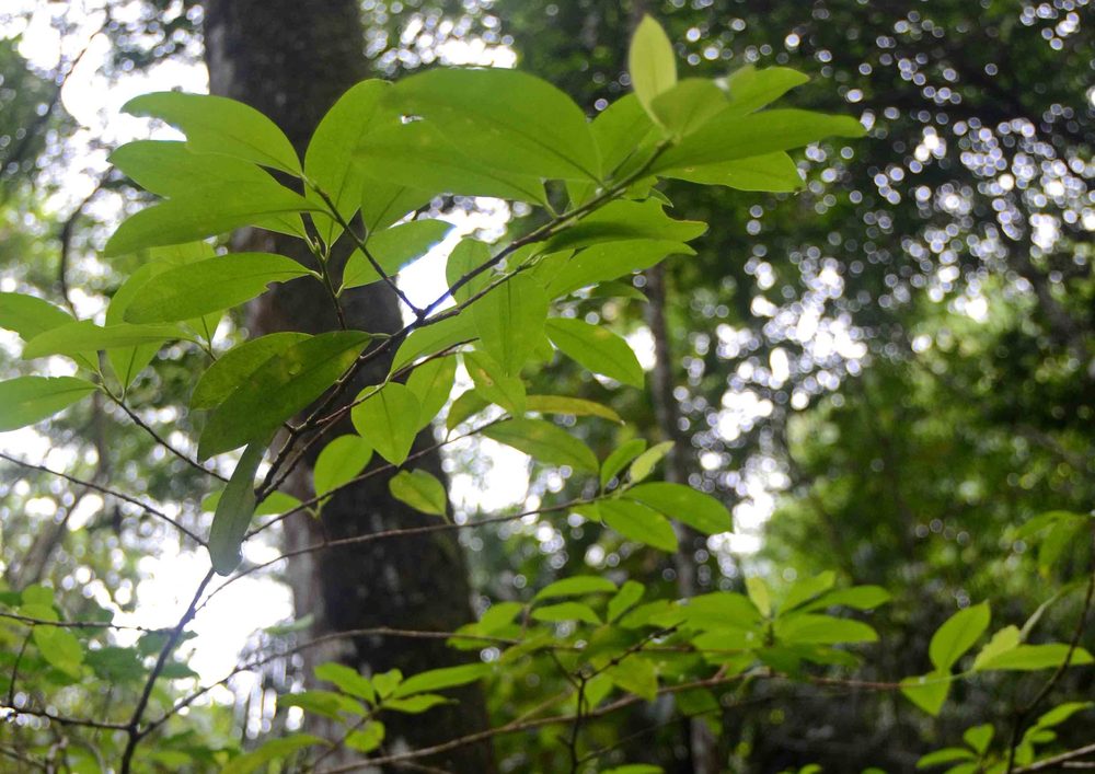 Amazonian Coca