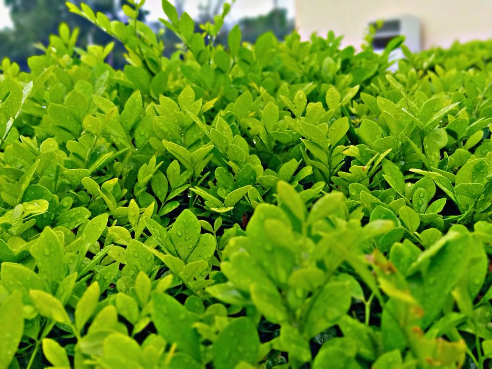 Erythroxylum cumanense