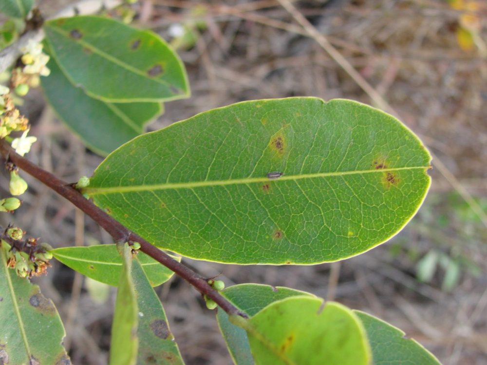 Erythroxylum deciduum