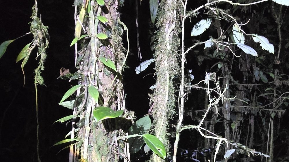 Erythroxylum gracilipes