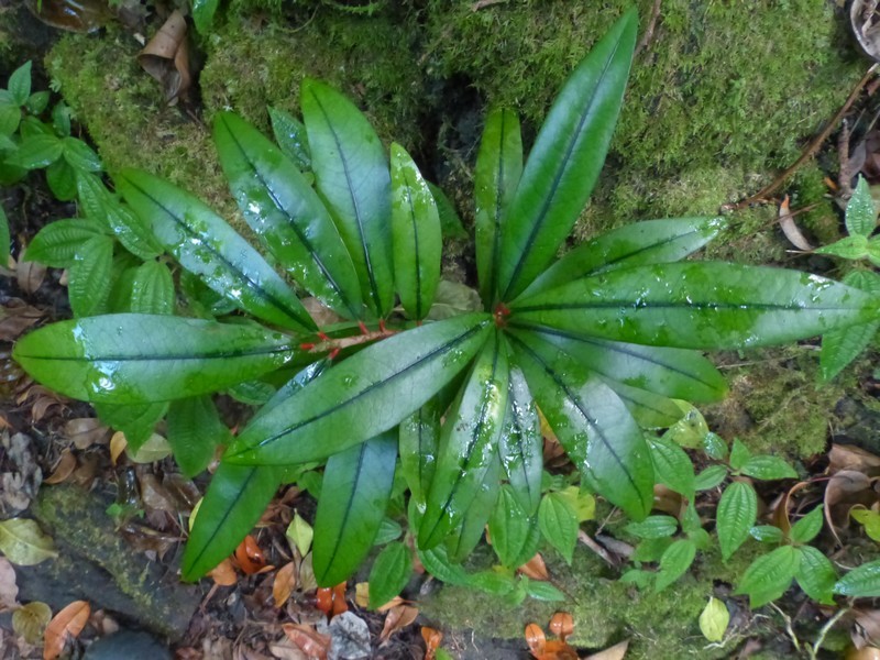 Erythroxylum laurifolium