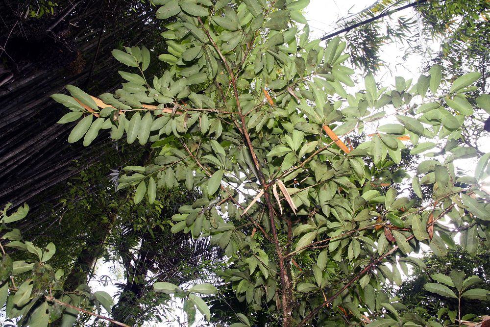 Erythroxylum macrophyllum