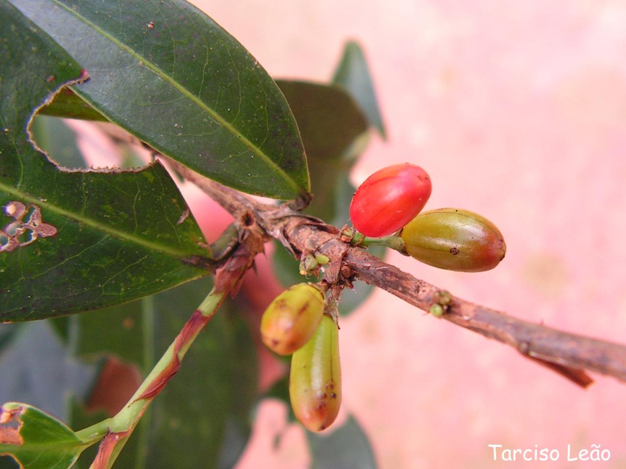 Erythroxylum mucronatum