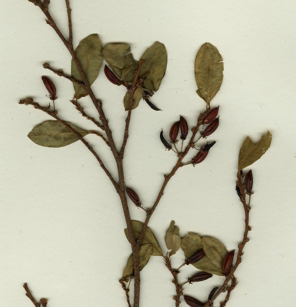 Coca