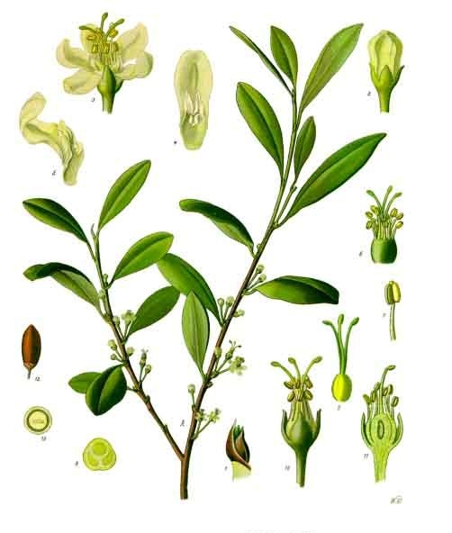Erythroxylum vacciniifolium