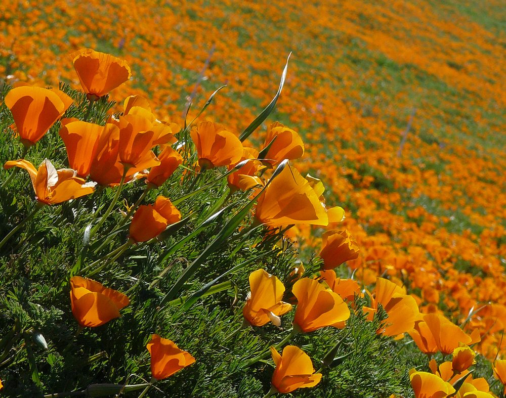 California Poppy