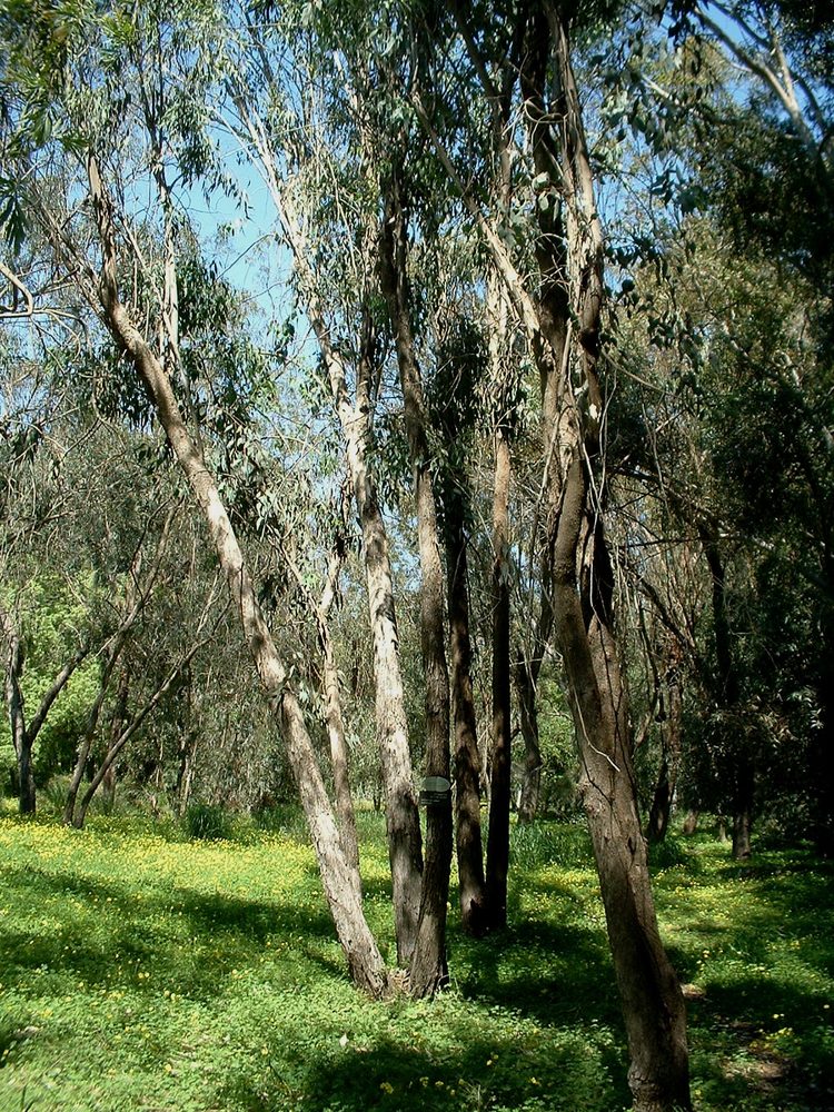 Eucalyptus albens