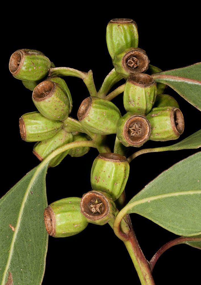 Eucalyptus angulosa