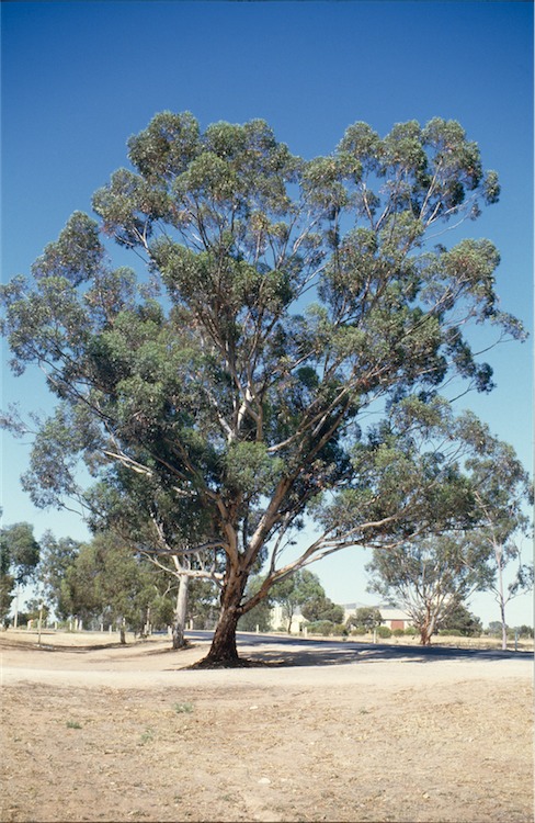 Eucalyptus astringens
