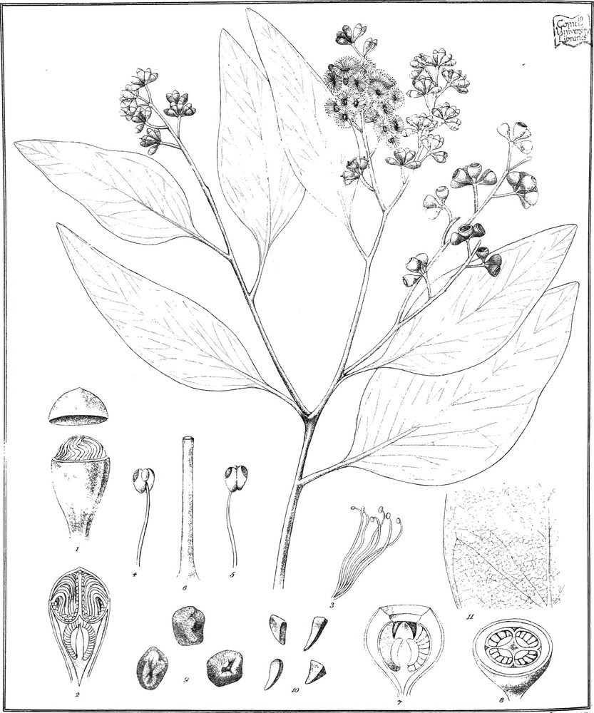 Eucalyptus behriana