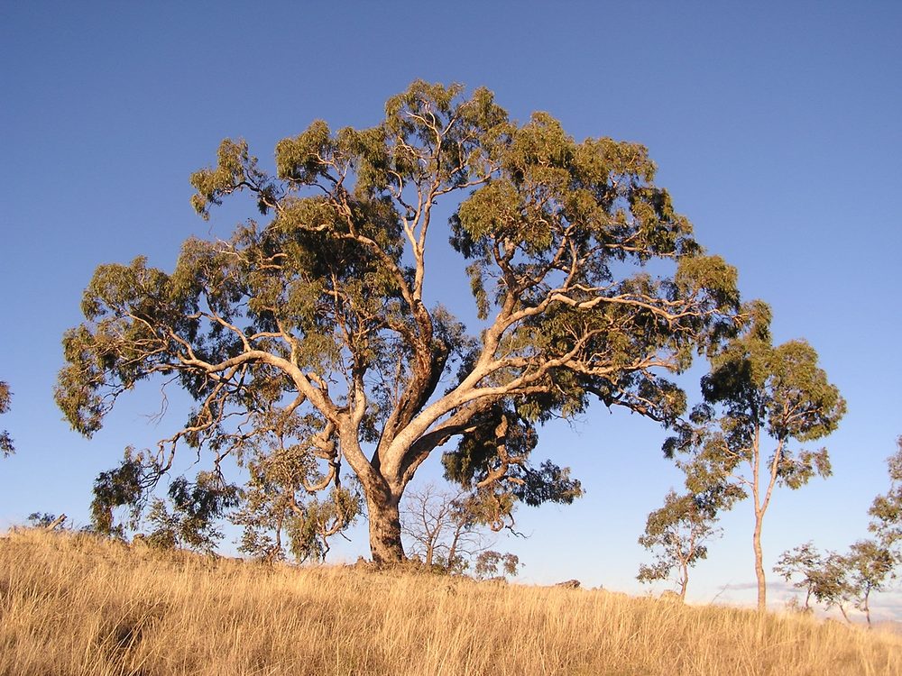 Bridges' Eucalyptus