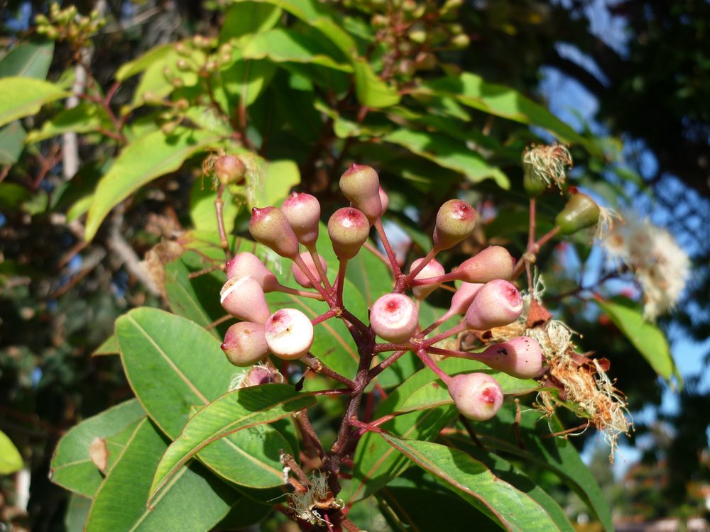Eucalyptus