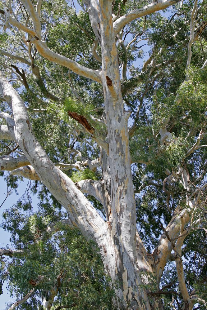 Eucalyptus camaldulensis