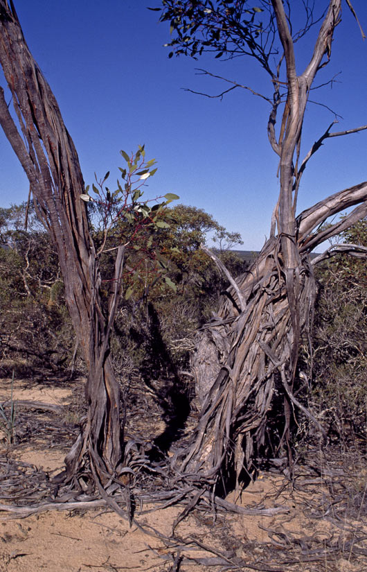Eucalyptus ceratocorys
