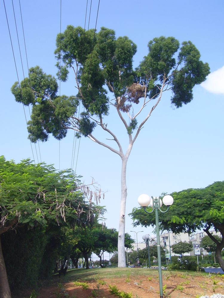 Lemon Eucalyptus