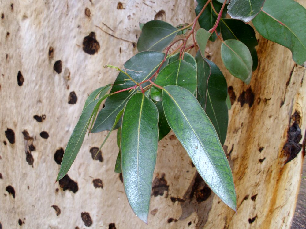 Eucalyptus cladocalyx