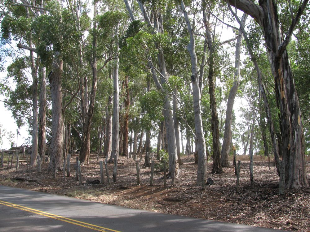 Eucalyptus corynocalyx