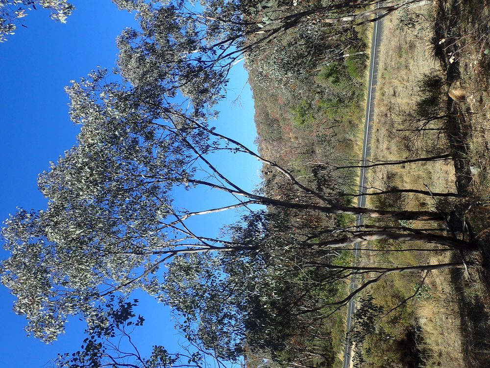 Eucalyptus dealbata