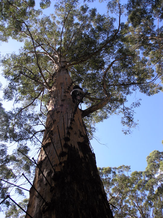 Eucalyptus diversicolor