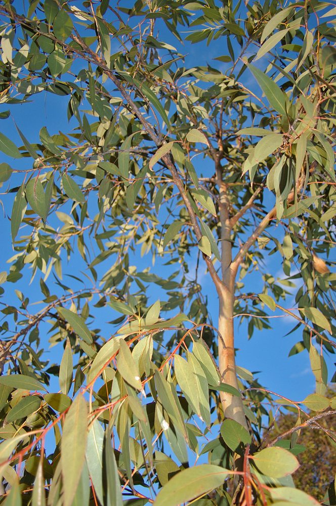 Eucalyptus