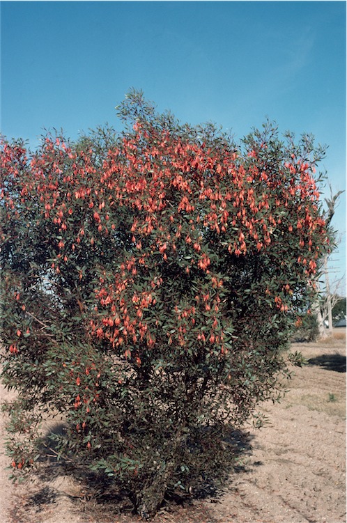 Eucalyptus dolichorhyncha
