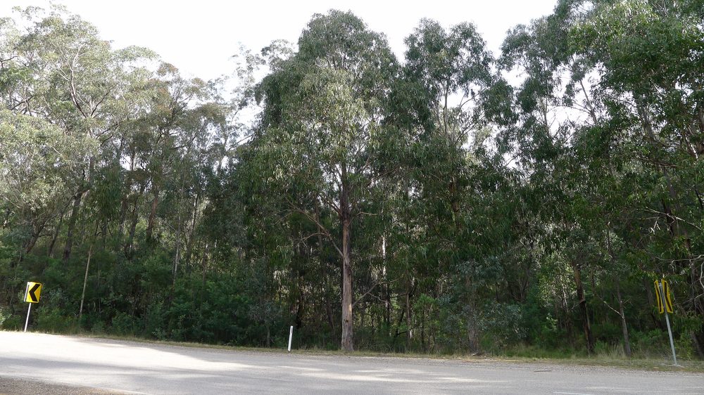 Blue Gum