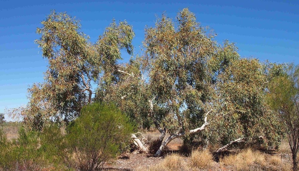 Eucalyptus intertexta