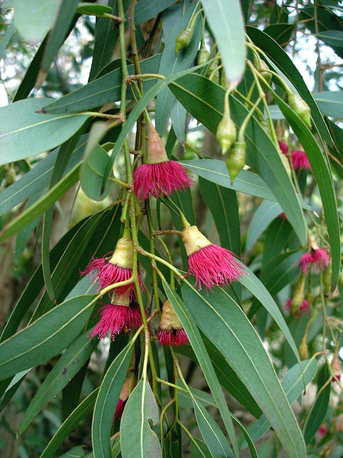 Eucalyptus leucoxylon