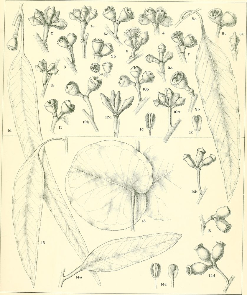 Eucalyptus maideni